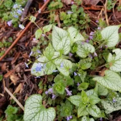 Siberian bugloss thumbnail 3