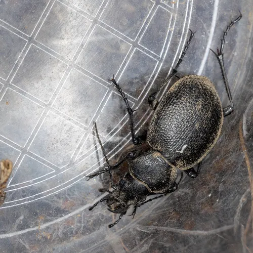Calosoma luxatum