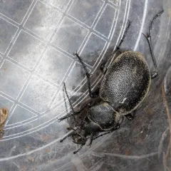 Calosoma luxatum thumbnail 1