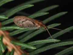 Hemerobius conjunctus thumbnail 2