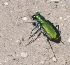 Green Claybank Tiger Beetle thumbnail 4