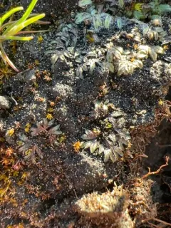 Black Crystalwort thumbnail 4