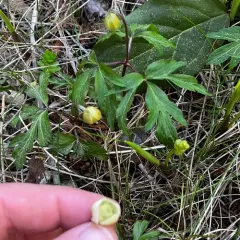 wood anemone thumbnail 3