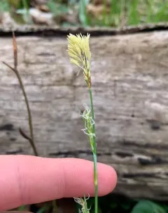 pretty sedge thumbnail 4