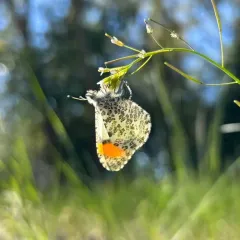 Sara Orangetip thumbnail 4