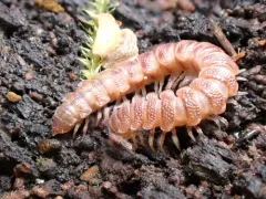 Scytonotus columbianus thumbnail 3