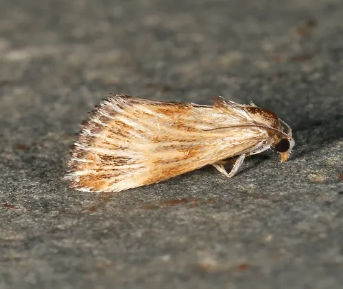 Edia minutissima