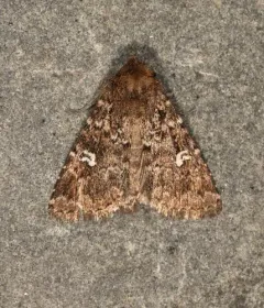 White-spotted Properigea Moth thumbnail 1