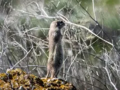 Townsend's Ground Squirrel thumbnail 3