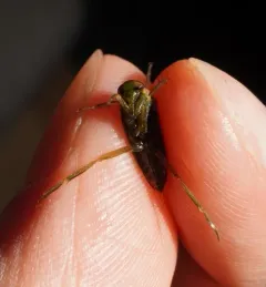 Notonecta unifasciata thumbnail 2