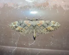 Eupithecia rotundopuncta thumbnail 4