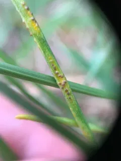 Puccinia liliacearum thumbnail 1