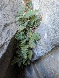 Coastal Lip Fern thumbnail 3