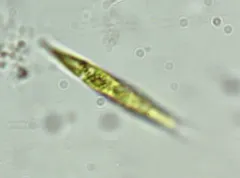 Chlorogonium elongatum thumbnail 2