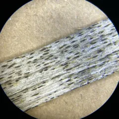 Black Woodscript Lichen thumbnail 2