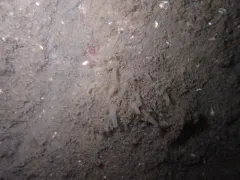 Polymastia pacifica thumbnail 2