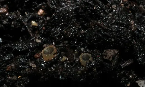Ascobolus furfuraceus