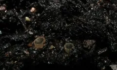Ascobolus furfuraceus thumbnail 1