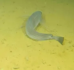 Longfin Hake thumbnail 2