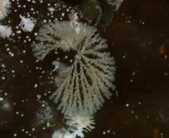 Crisularia pacifica thumbnail 1