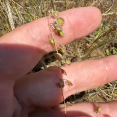 sand fringepod thumbnail 2