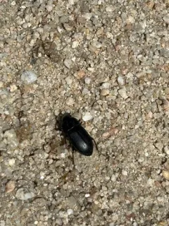 Harpalus fraternus thumbnail 2