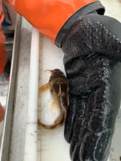 Northern Madtom thumbnail 3