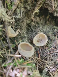 toothed cup thumbnail 3