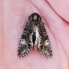 Grote's Sallow thumbnail 2