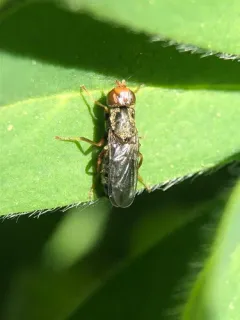 Chyliza leguminicola thumbnail 3