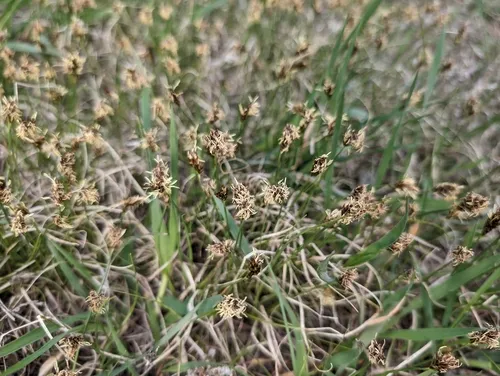 Needleleaf sedge