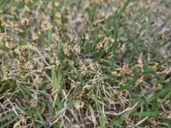 Needleleaf sedge thumbnail 1