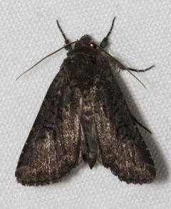 Aseptis fumosa thumbnail 4