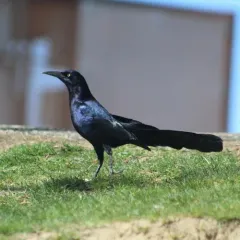 Great-tailed Grackle thumbnail 1