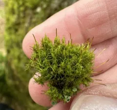 Montane Dicranum Moss thumbnail 4