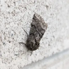 Stout Spanworm Moth thumbnail 3