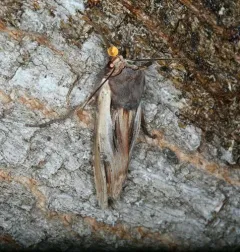 American Swordgrass Moth thumbnail 4