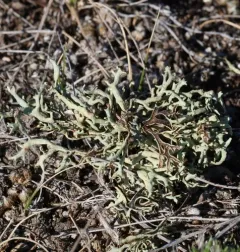 Xanthoparmelia camtschadalis thumbnail 1