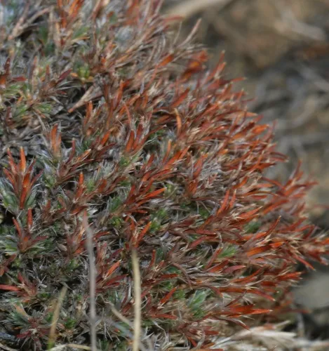Creeping nailwort
