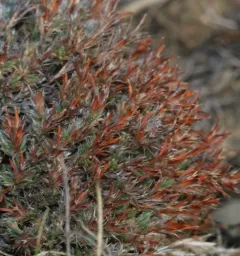 Creeping nailwort thumbnail 1