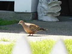 Oriental Turtle-Dove thumbnail 2