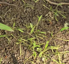 water mudwort thumbnail 2