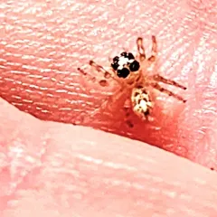 Colonus hesperus thumbnail 3