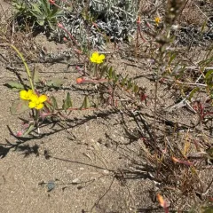 plains evening primrose thumbnail 2