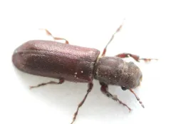 Melalgus confertus thumbnail 2