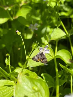 Annaphila decia thumbnail 3
