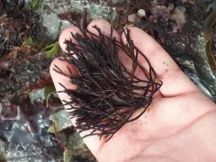 Polyides rotunda thumbnail 2