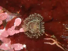 Parasol Feather-duster thumbnail 2