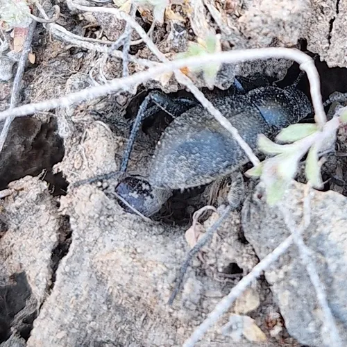 Eleodes letcheri