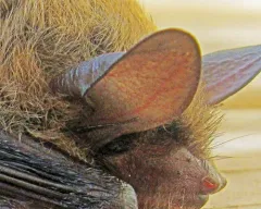 Northern Myotis thumbnail 4